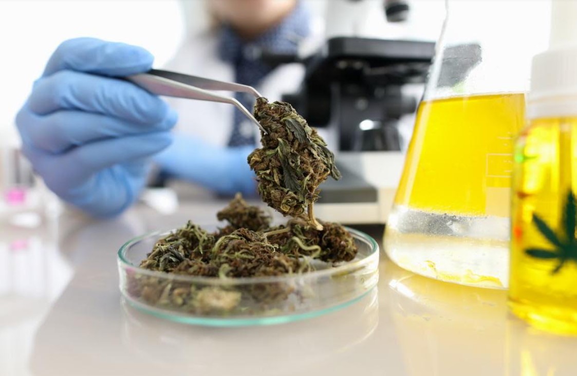 While Scientists Debate Pot Pain Relief, There Is Always History